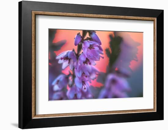 Ling Heather with sun setting behind, UK-Alex Hyde-Framed Photographic Print