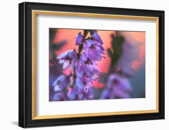 Ling Heather with sun setting behind, UK-Alex Hyde-Framed Photographic Print