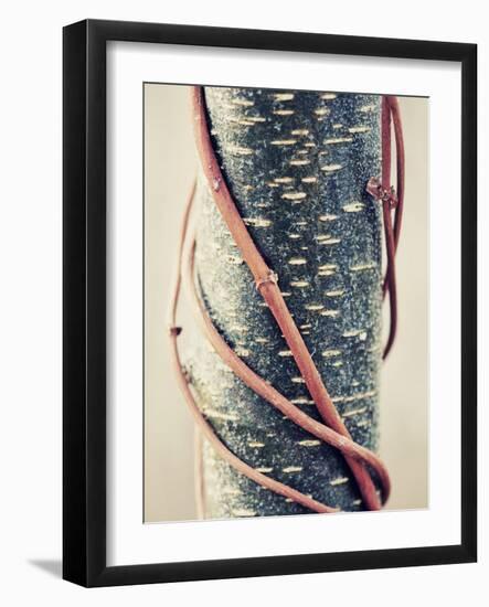 Linked-Philippe Sainte-Laudy-Framed Photographic Print