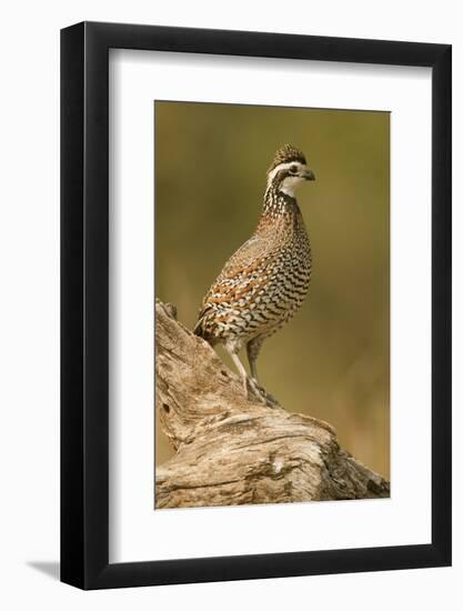 Linn, Texas, USA. Male northern bobwhite (Colinus virginianus) on a log.-Janet Horton-Framed Photographic Print