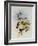 Linn?us' Emerald, Thaumatias Linn?i-John Gould-Framed Giclee Print