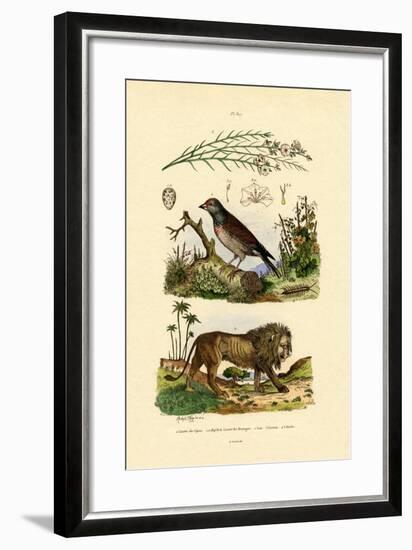 Linnet, 1833-39-null-Framed Giclee Print