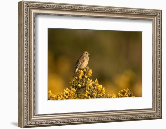 Linnet female perched on Gorse, Sheffield, England, UK-Paul Hobson-Framed Photographic Print