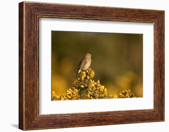 Linnet female perched on Gorse, Sheffield, England, UK-Paul Hobson-Framed Photographic Print