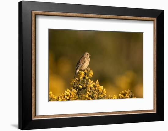 Linnet female perched on Gorse, Sheffield, England, UK-Paul Hobson-Framed Photographic Print