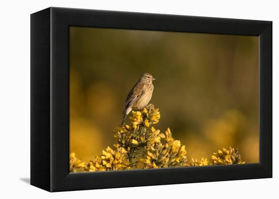 Linnet female perched on Gorse, Sheffield, England, UK-Paul Hobson-Framed Premier Image Canvas