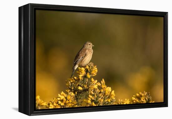 Linnet female perched on Gorse, Sheffield, England, UK-Paul Hobson-Framed Premier Image Canvas