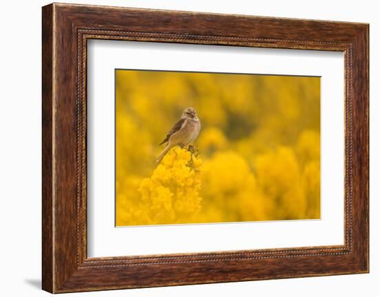 Linnet in yellow flowered gorse, Sheffield, England, UK-Paul Hobson-Framed Photographic Print