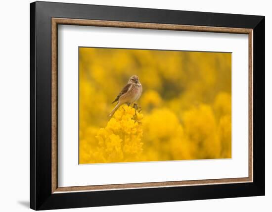 Linnet in yellow flowered gorse, Sheffield, England, UK-Paul Hobson-Framed Photographic Print