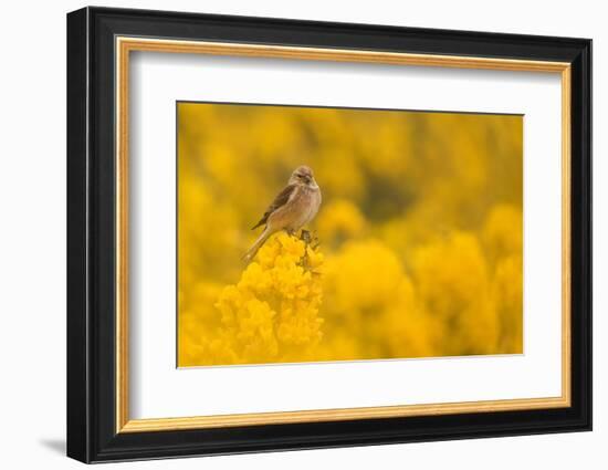 Linnet in yellow flowered gorse, Sheffield, England, UK-Paul Hobson-Framed Photographic Print