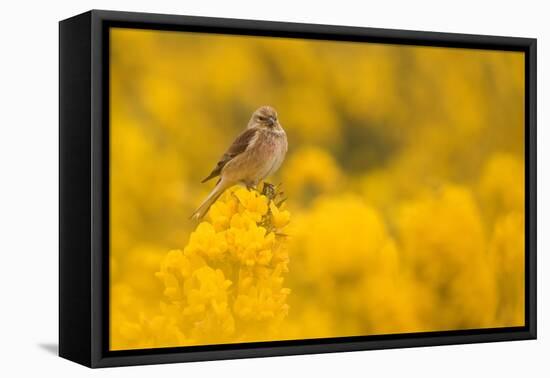 Linnet in yellow flowered gorse, Sheffield, England, UK-Paul Hobson-Framed Premier Image Canvas