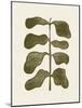 Linocut Plant-Alisa Galitsyna-Mounted Giclee Print