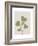 Linocut Wildflower in Olive Green-null-Framed Art Print