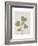 Linocut Wildflower in Olive Green-null-Framed Art Print