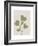 Linocut Wildflower in Olive Green-null-Framed Art Print