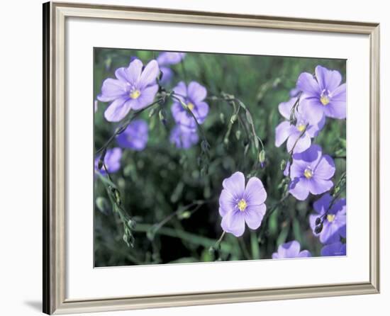 Linum Lewisii, Blue Flax Named for Discoverer Meriwether Lewis, Missouri River, Montana-null-Framed Photographic Print