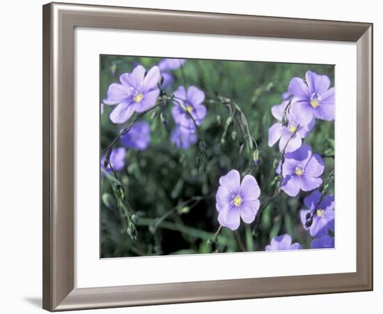 Linum Lewisii, Blue Flax Named for Discoverer Meriwether Lewis, Missouri River, Montana-null-Framed Photographic Print