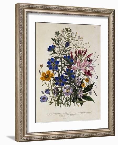 Linum Usitatissimum Botanical Illustration-null-Framed Giclee Print