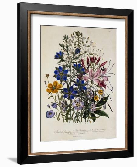 Linum Usitatissimum Botanical Illustration-null-Framed Giclee Print