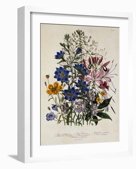 Linum Usitatissimum Botanical Illustration-null-Framed Giclee Print
