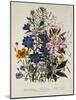 Linum Usitatissimum Botanical Illustration-null-Mounted Giclee Print