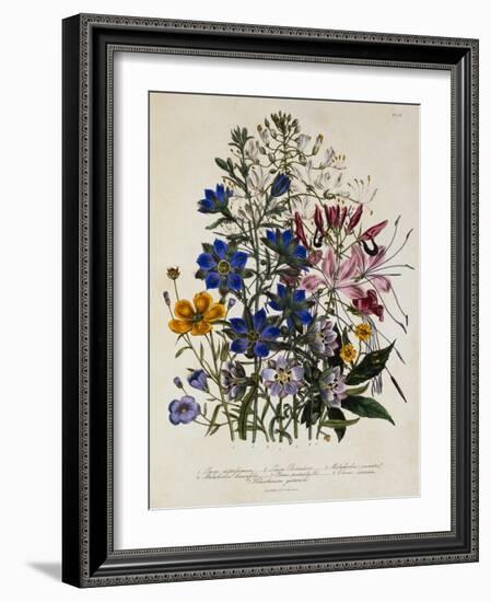 Linum Usitatissimum Botanical Illustration-null-Framed Giclee Print