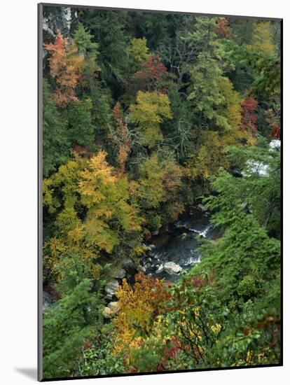 Linville Gorge and Autumnal Forest Canopy, Blue Ridge Parkway, North Carolina, USA-James Green-Mounted Photographic Print