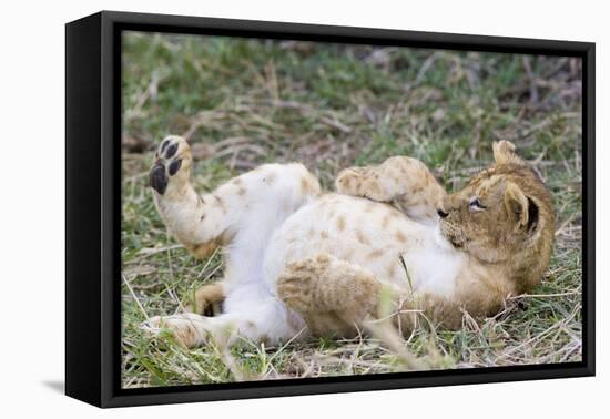 Lion 10 Week Old Cub Resting with Full Belly-null-Framed Premier Image Canvas