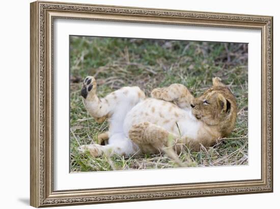 Lion 10 Week Old Cub Resting with Full Belly-null-Framed Photographic Print