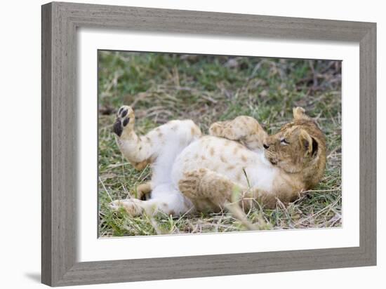 Lion 10 Week Old Cub Resting with Full Belly-null-Framed Photographic Print