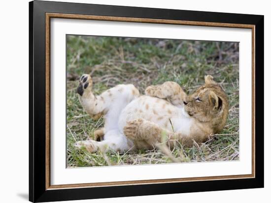 Lion 10 Week Old Cub Resting with Full Belly-null-Framed Photographic Print