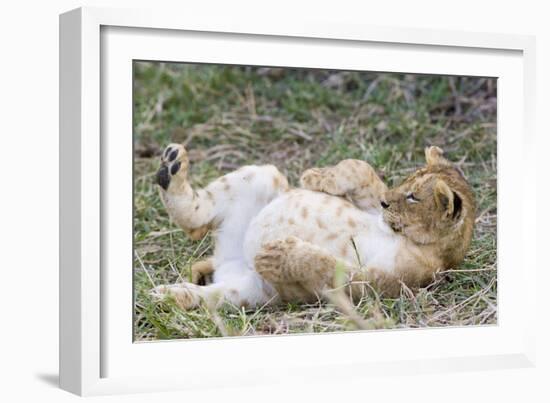 Lion 10 Week Old Cub Resting with Full Belly-null-Framed Photographic Print