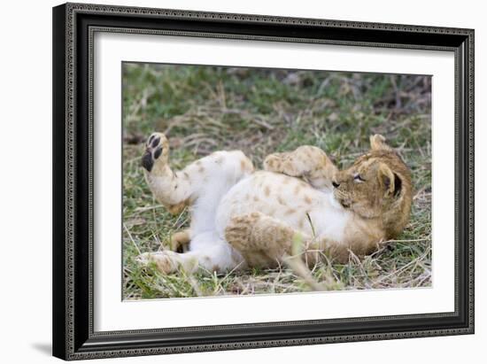 Lion 10 Week Old Cub Resting with Full Belly-null-Framed Photographic Print