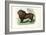 Lion, 1863-79-Raimundo Petraroja-Framed Giclee Print