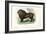 Lion, 1863-79-Raimundo Petraroja-Framed Giclee Print