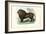 Lion, 1863-79-Raimundo Petraroja-Framed Giclee Print