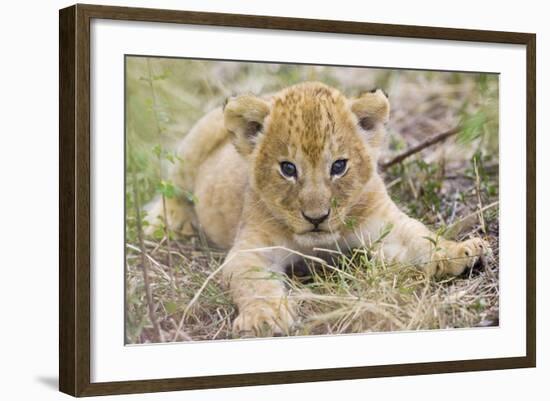 Lion 3-4 Week Old Cub-null-Framed Photographic Print