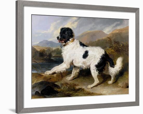 Lion: A Newfoundland Dog, 1824-Sir Edwin Henry Landseer-Framed Art Print