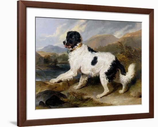 Lion: A Newfoundland Dog, 1824-Sir Edwin Henry Landseer-Framed Art Print