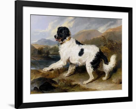 Lion: A Newfoundland Dog, 1824-Sir Edwin Henry Landseer-Framed Art Print