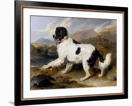 Lion: A Newfoundland Dog, 1824-Sir Edwin Henry Landseer-Framed Art Print