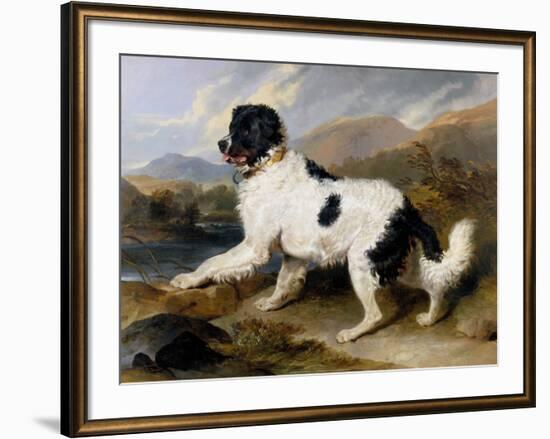 Lion: A Newfoundland Dog, 1824-Sir Edwin Henry Landseer-Framed Art Print