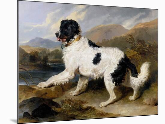 Lion: A Newfoundland Dog, 1824-Sir Edwin Henry Landseer-Mounted Art Print