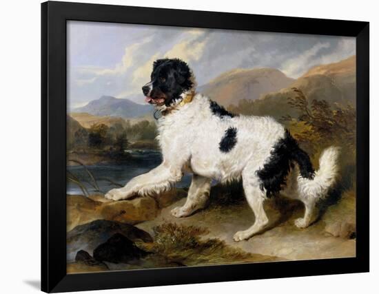 Lion: A Newfoundland Dog, 1824-Sir Edwin Henry Landseer-Framed Art Print