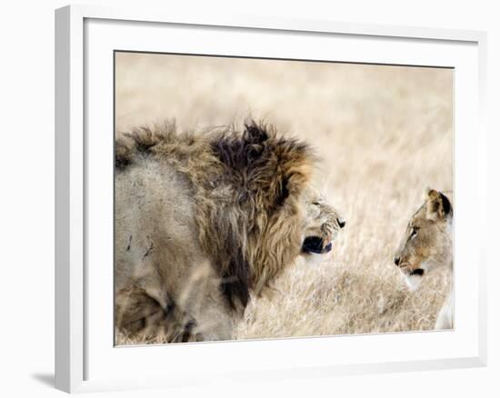 Lion and a Lioness in a Mating Ritual, Ngorongoro Crater, Ngorongoro, Tanzania-null-Framed Photographic Print