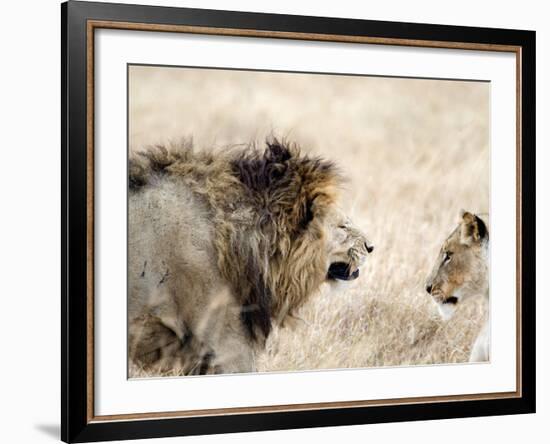 Lion and a Lioness in a Mating Ritual, Ngorongoro Crater, Ngorongoro, Tanzania-null-Framed Photographic Print