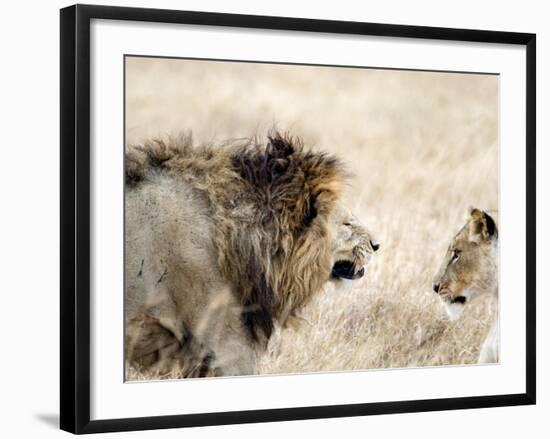 Lion and a Lioness in a Mating Ritual, Ngorongoro Crater, Ngorongoro, Tanzania-null-Framed Photographic Print