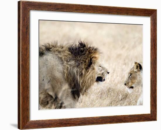 Lion and a Lioness in a Mating Ritual, Ngorongoro Crater, Ngorongoro, Tanzania-null-Framed Photographic Print