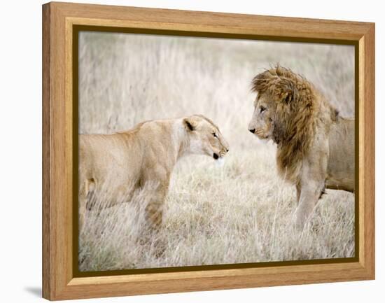 Lion and a Lioness Standing Face to Face in a Forest, Ngorongoro Crater, Ngorongoro, Tanzania-null-Framed Premier Image Canvas