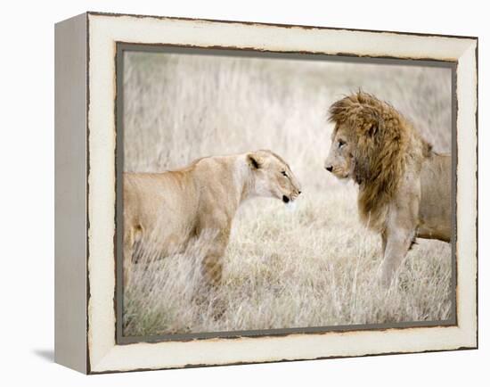 Lion and a Lioness Standing Face to Face in a Forest, Ngorongoro Crater, Ngorongoro, Tanzania-null-Framed Premier Image Canvas